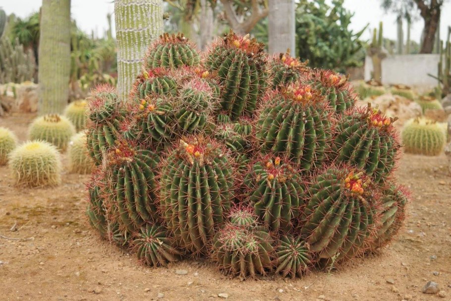 Ferocactus pilosus