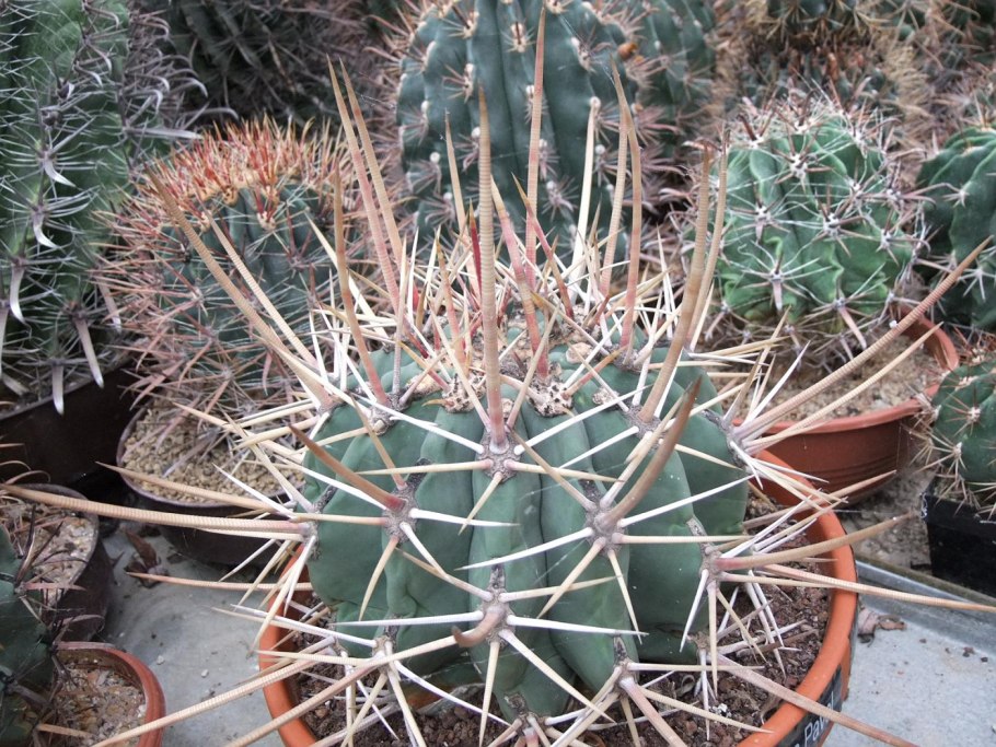 Ferocactus emoryi