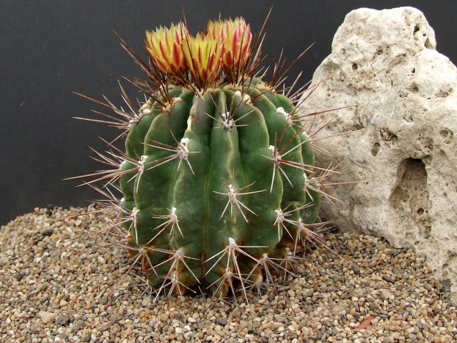 Ферокактус широколистный