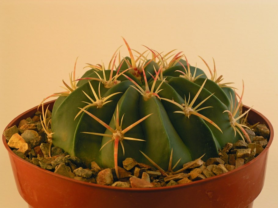 Ферокактус широкоиглый