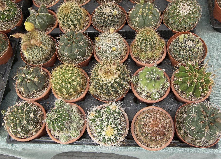 Ферокактус размножение