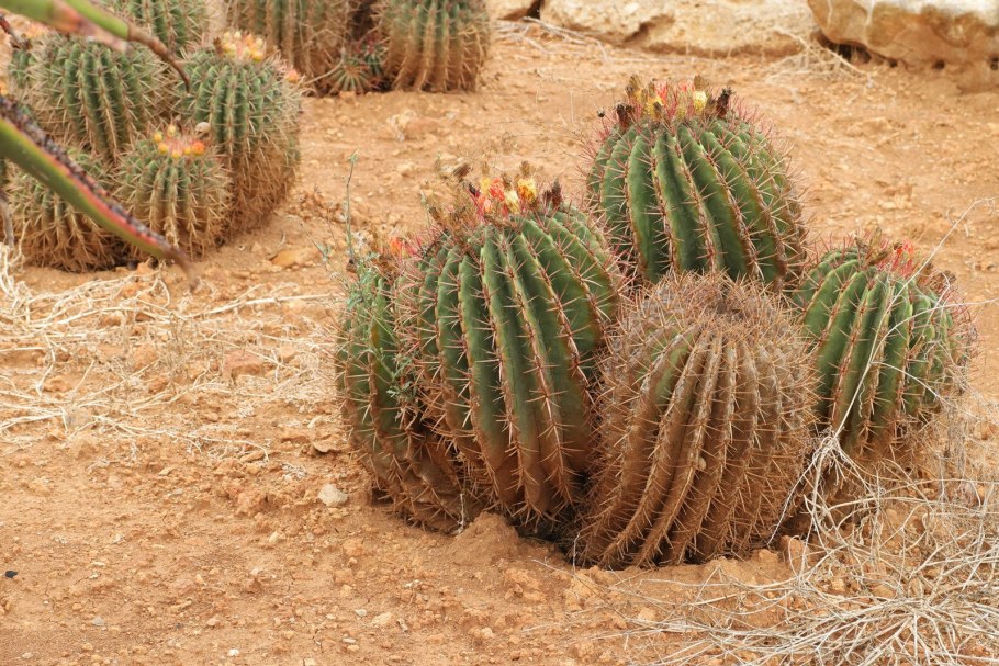 Ферокактус (Ferocactus emoryi).