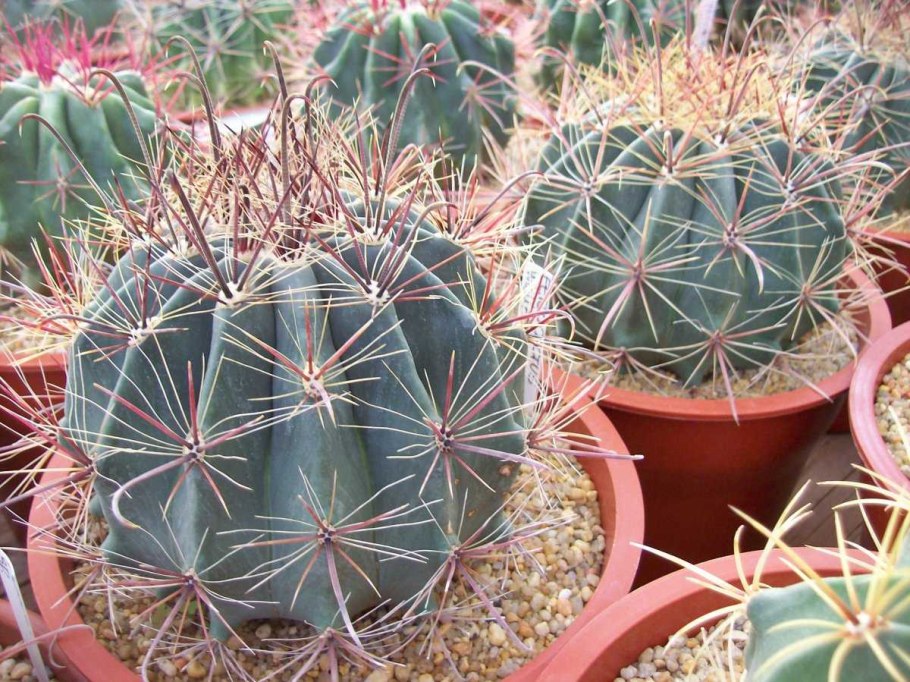 Кактус Ferocactus