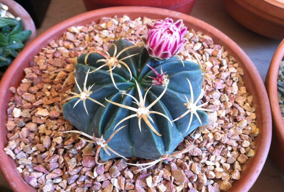 Ферокактус широкоиглый