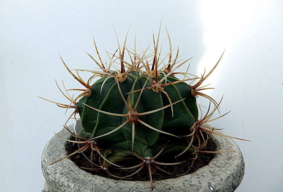 Ферокактус колючий