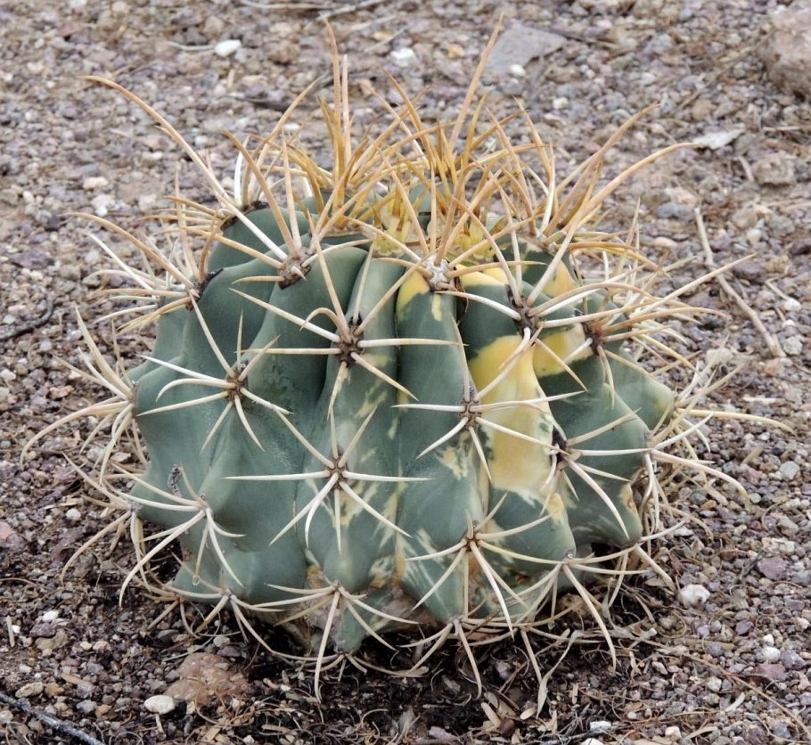 Ferocactus latispinus