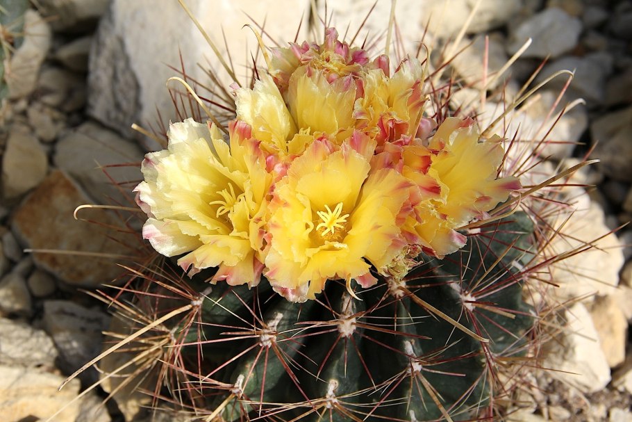 Ферокактус (Ferocactus)