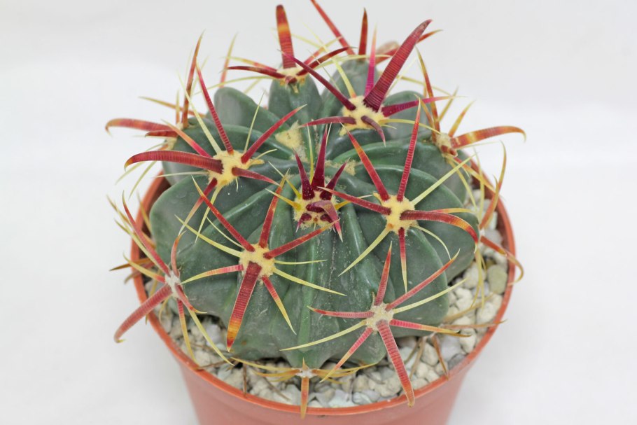 Ferocactus emoryi