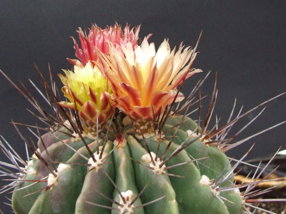 Ферокактус глауцесценс Ferocactus glaucescens