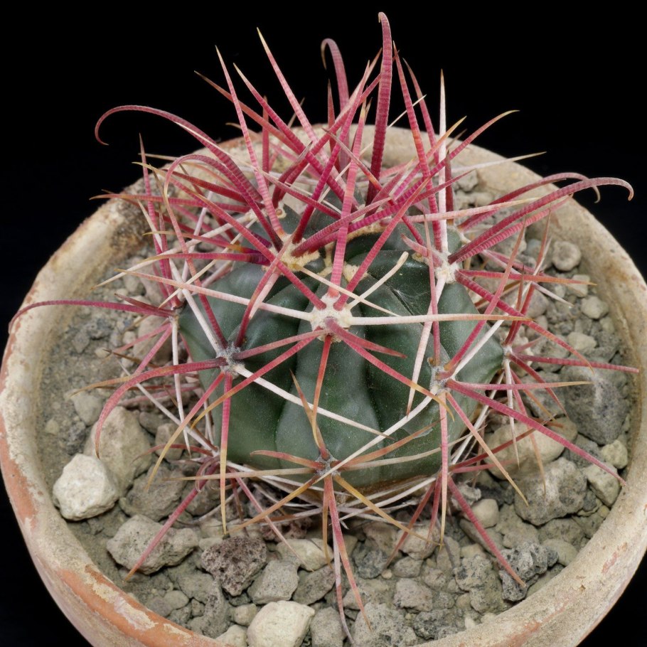Ferocactus глауцесценс