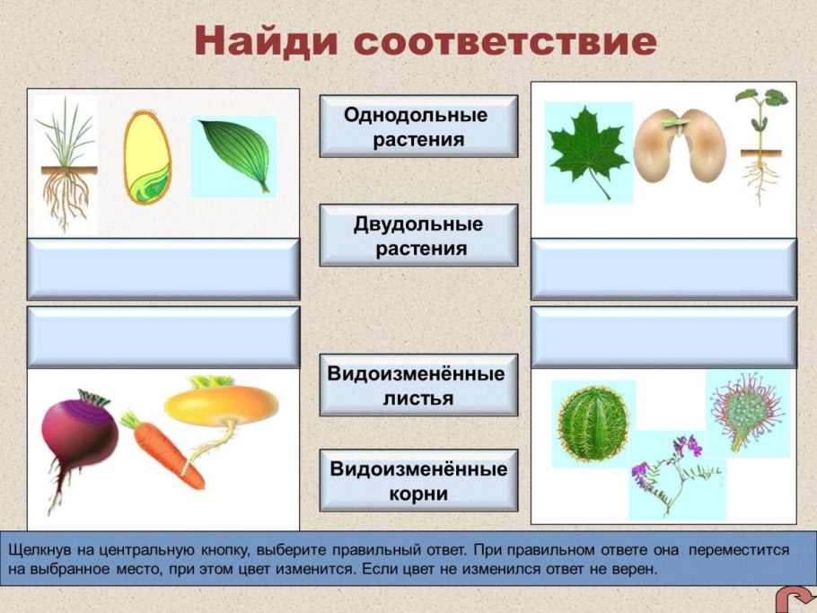 Однолетние двудольные и злаковые сорняки