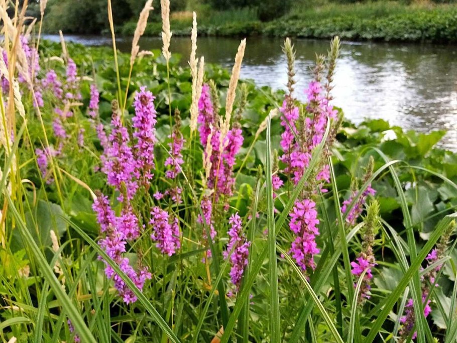 Дербенник иволистный (Lythrum salicaria &#96;blush&#96;)