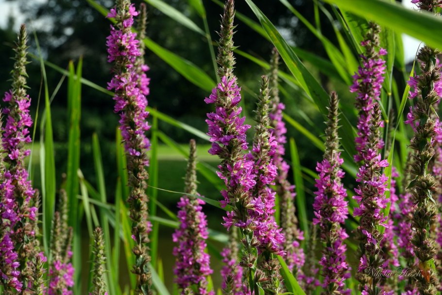 Дербенник Robin