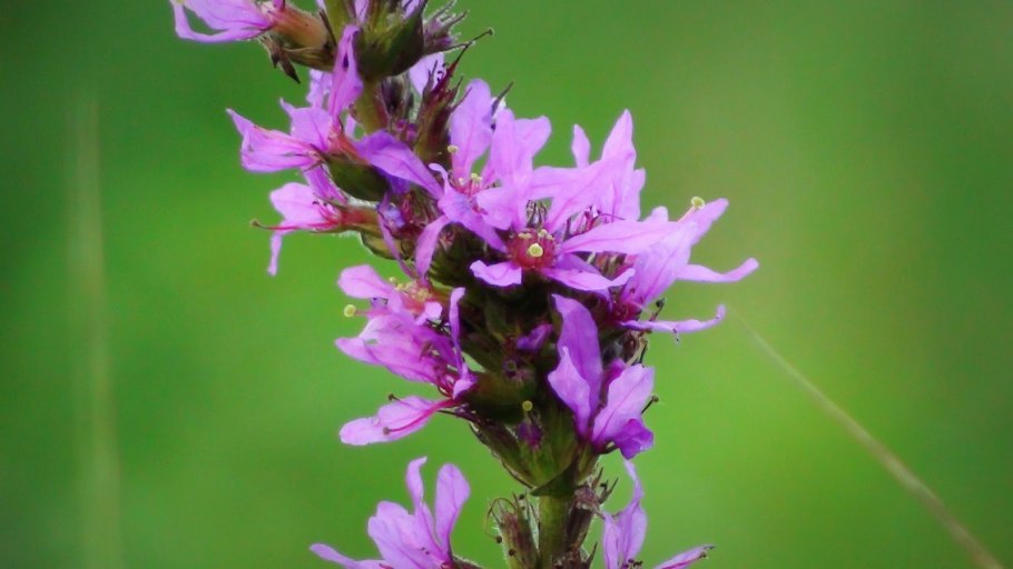 Дербенник "Zigeunerblut" (Lythrum salicaria)