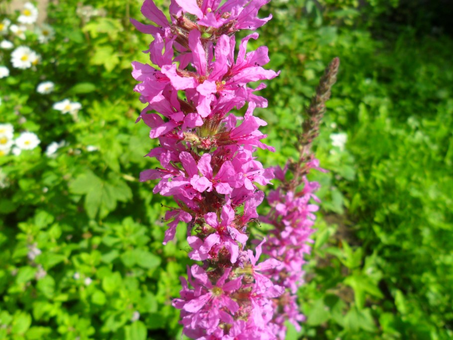 Дербенник Дропмор перпл