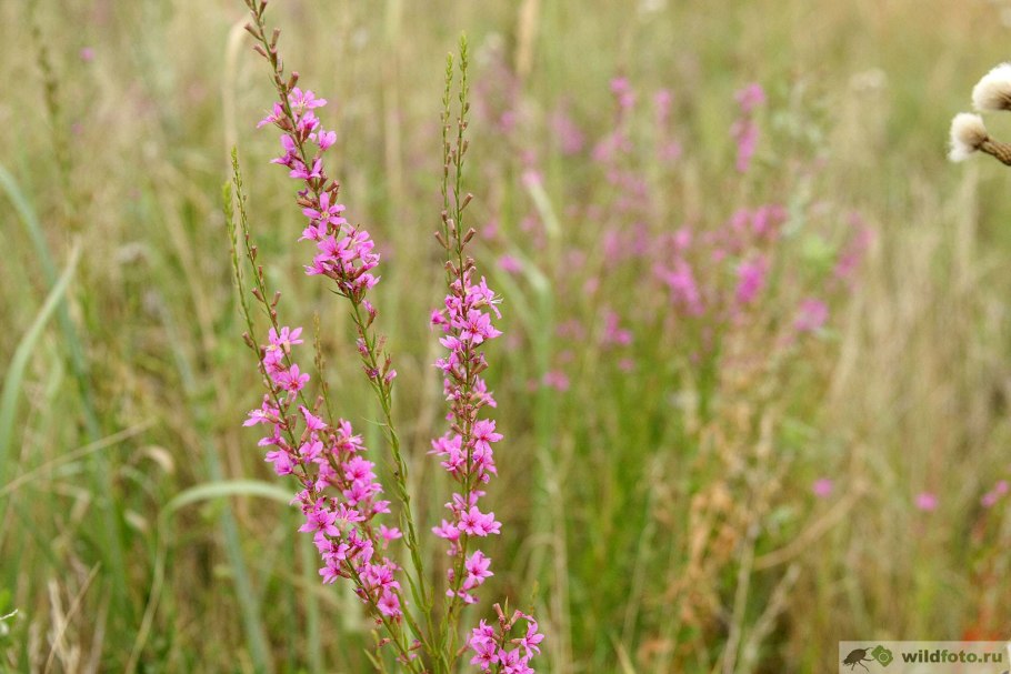 Вербейник криволистный