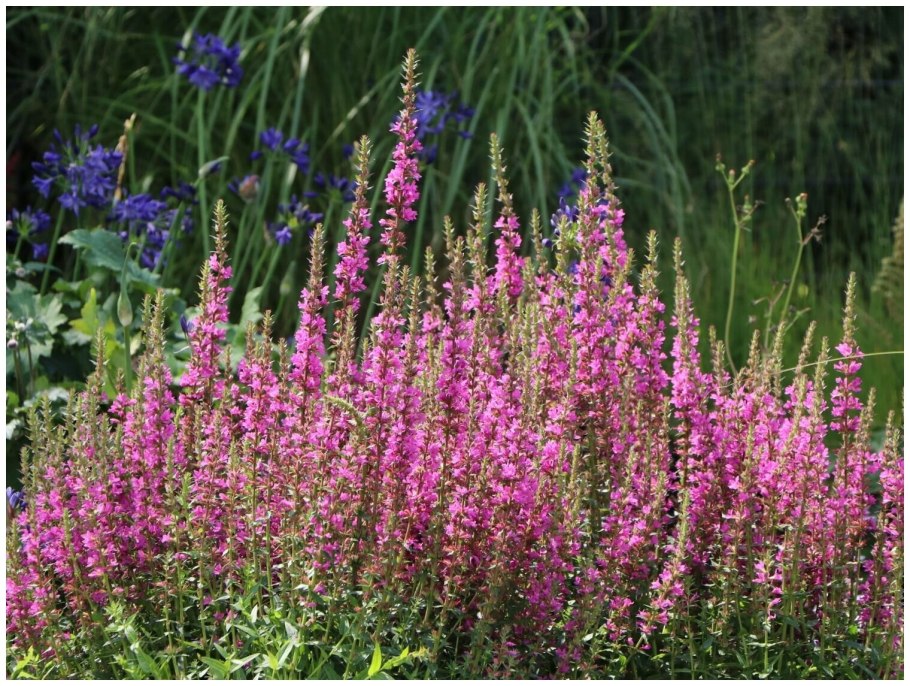 Дербенник иволистный Robin Робин