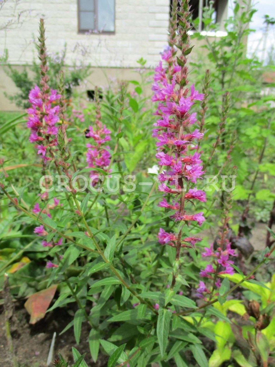 Дербенник Robin