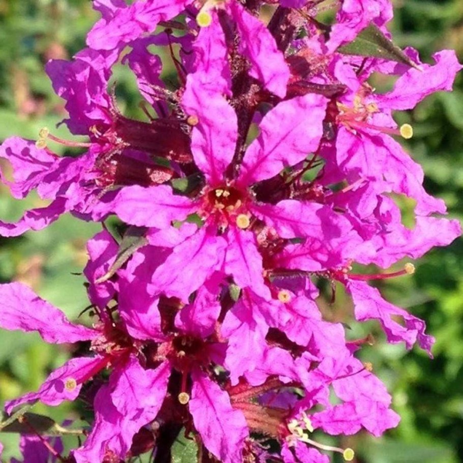 Дербенник сорта и виды фото с названием