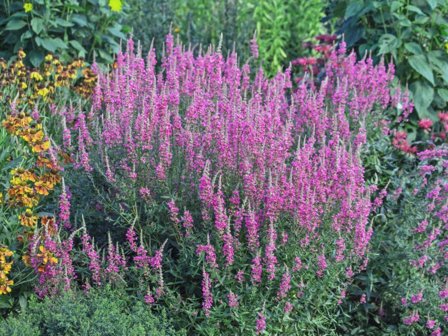 Дербенник Бланш