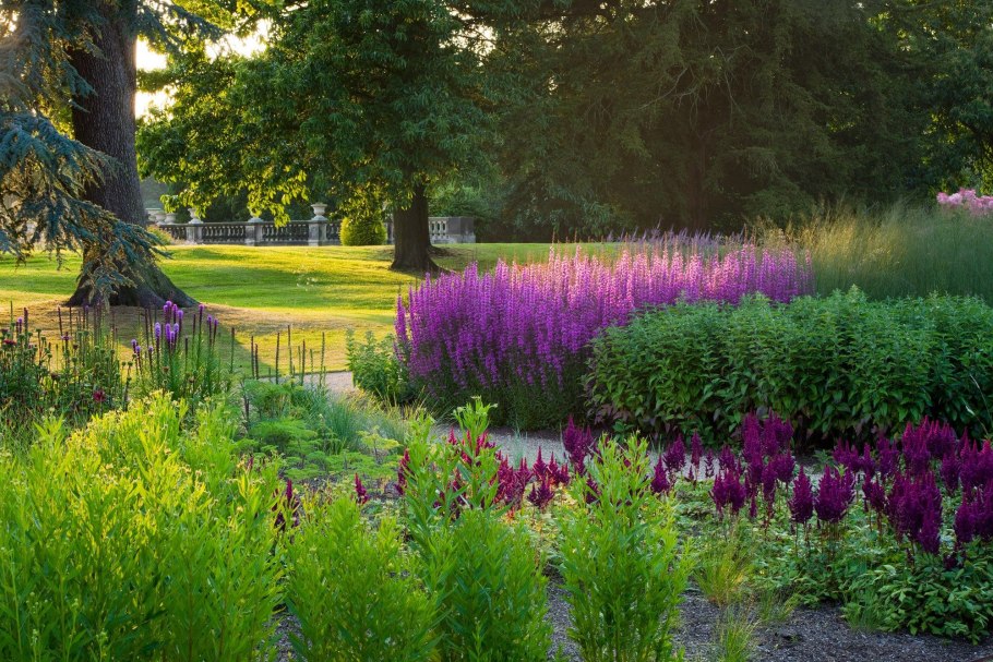 Дербенник прутовидный