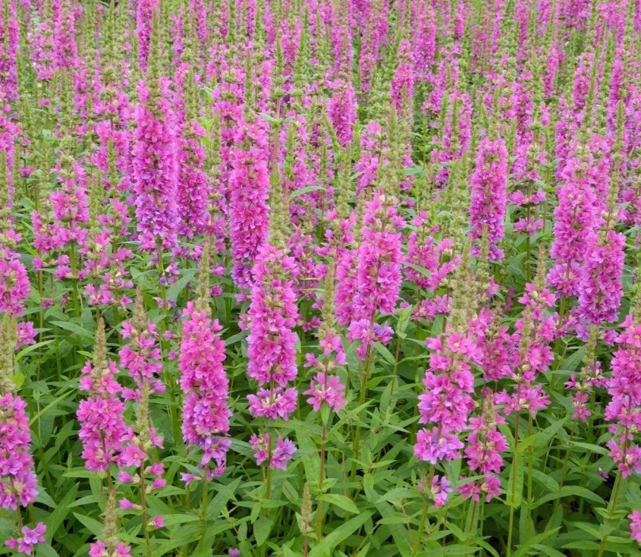 Дербенник пит Удольф