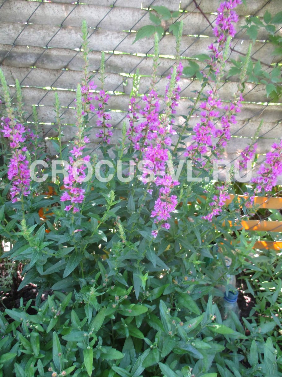 Дербенник иволистный 'Robin'