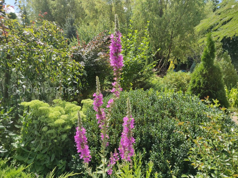 Дербенник иволистный