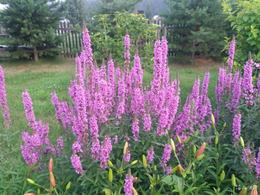 Дербенник иволистный в воде