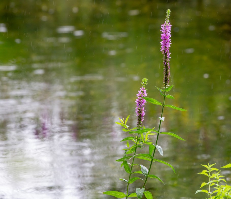 Дербенник Роберт