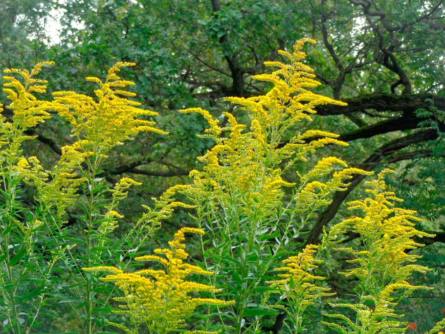Золотарник обыкновенный (Solidago virgaurea