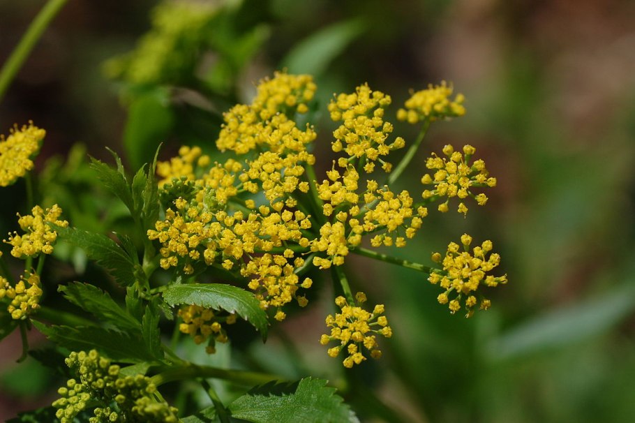 Zizia Aurea