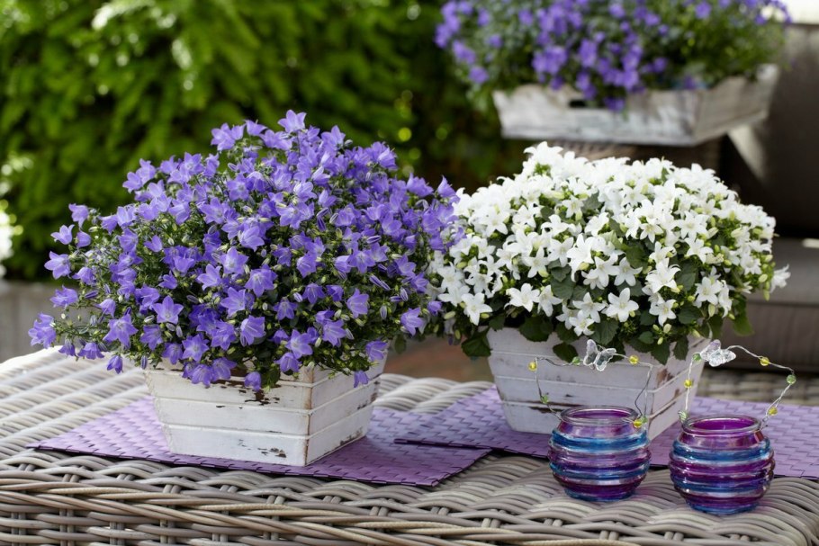 Кампанула спринг Белл