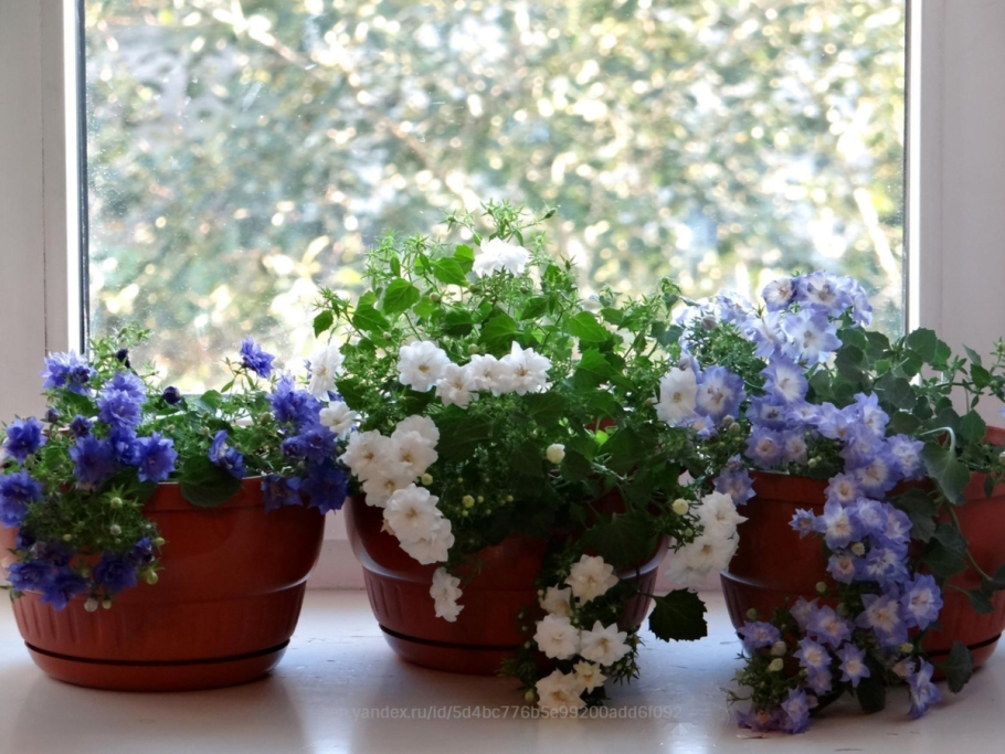 Цветок невеста