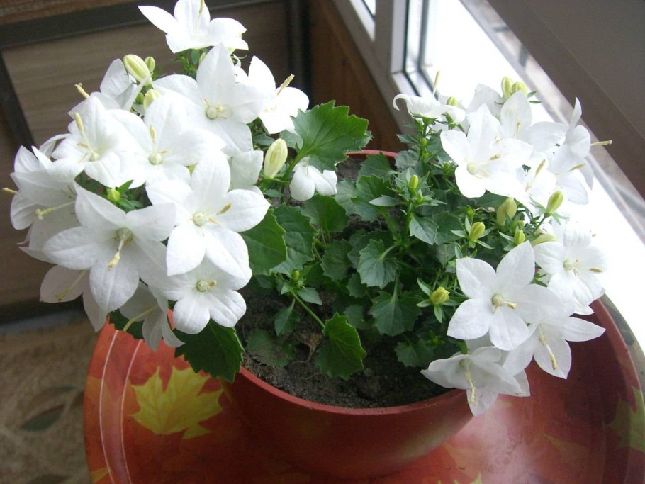 Цветок Кампанула невеста