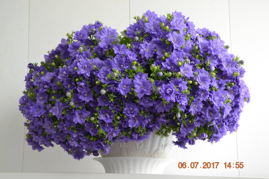 Кампанула Дублин Блю