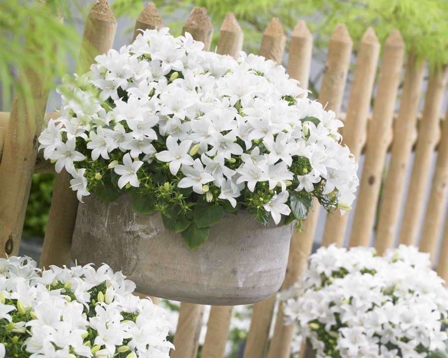 Кампанула жених и невеста