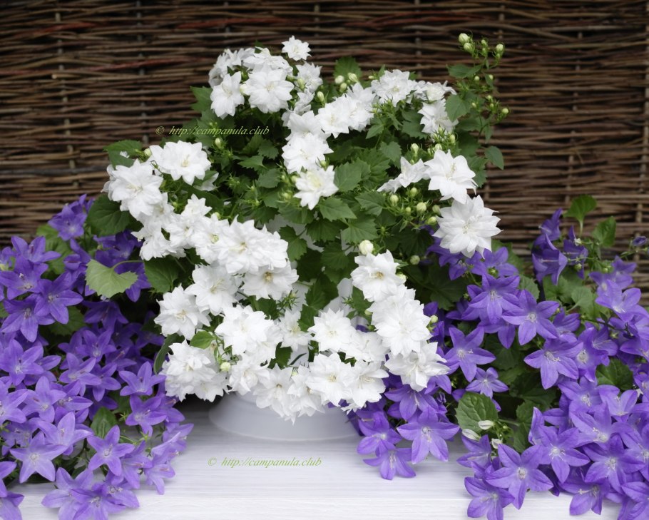 Колокольчик равнолистный (Кампанула)