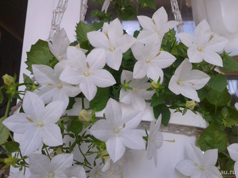 Цветок Кампанула невеста