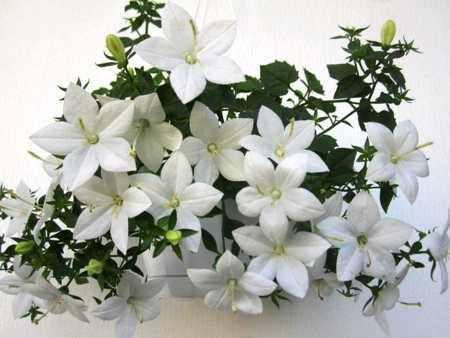 Кампанула Блауранка