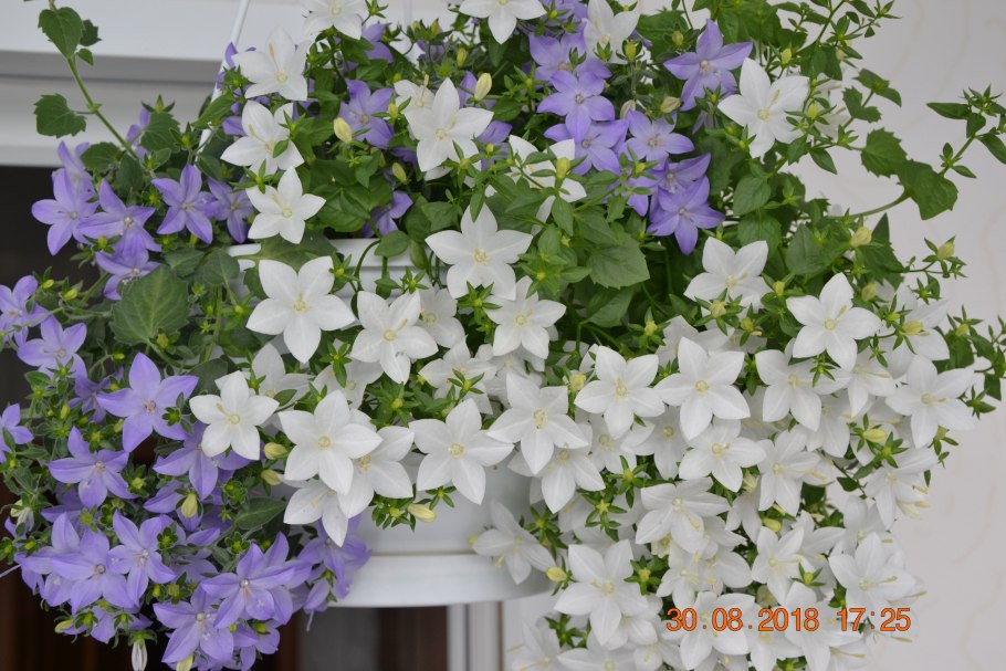 Альба Кампанула жених