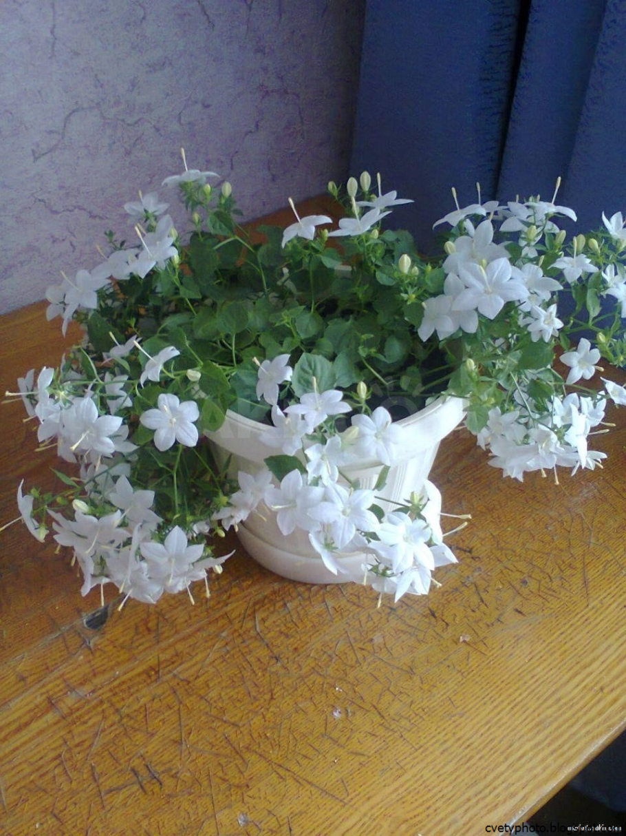 Кампанула Лавандер