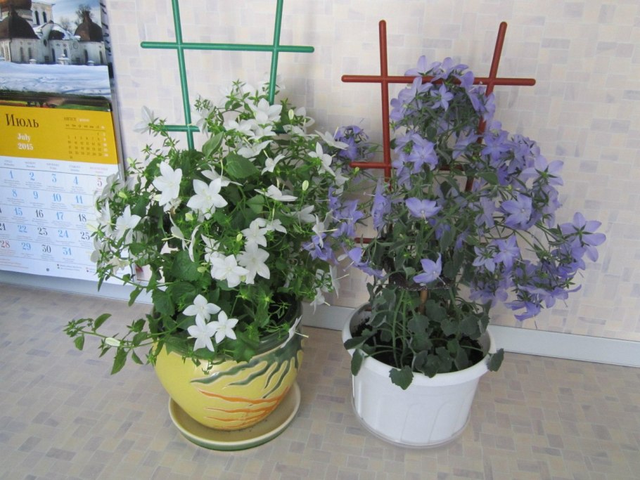 Кампанула невеста семена