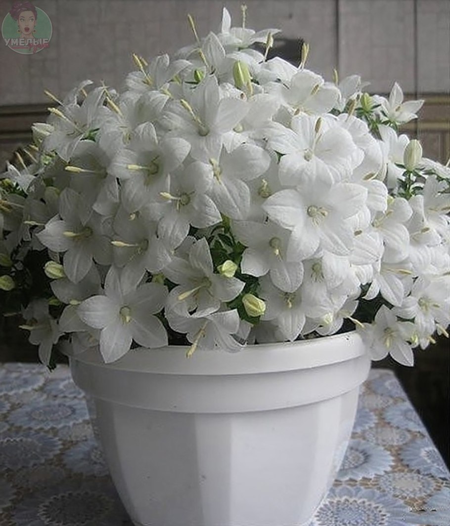 Цветок Кампанула невеста