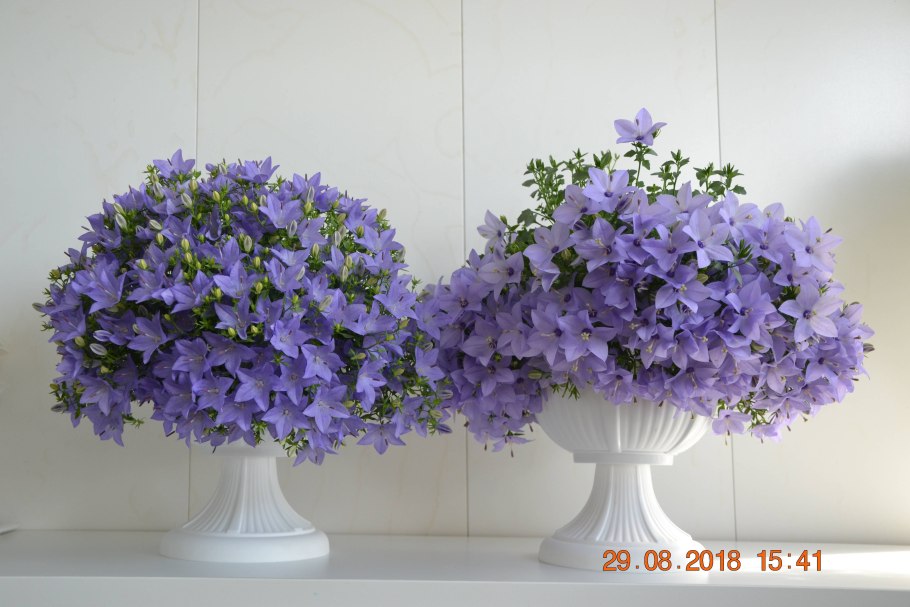 Кампанула cielo Alto