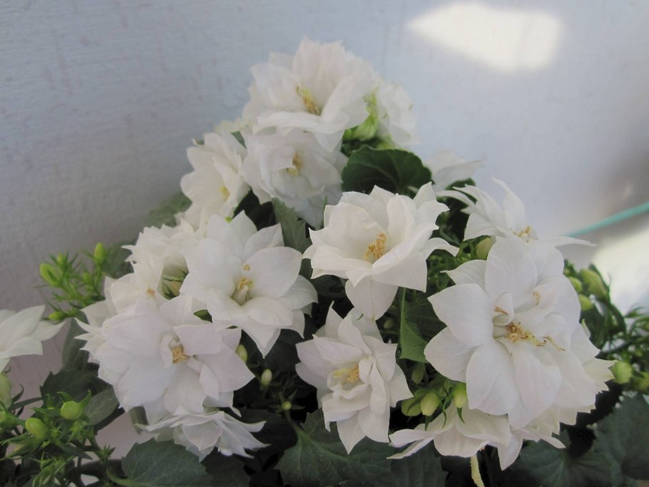 Кампанула Дублин Уайт