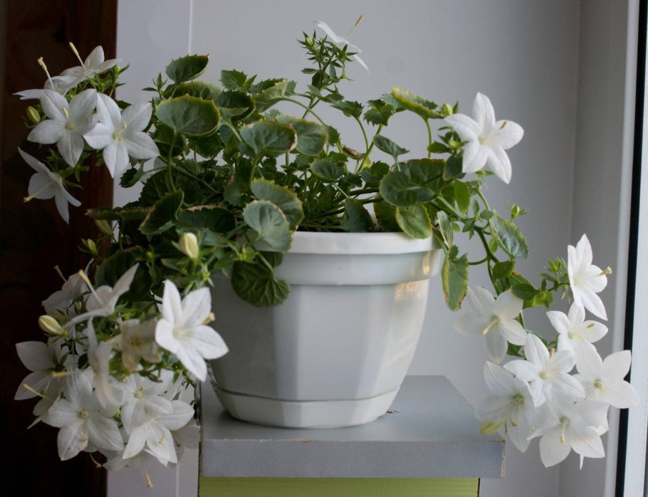 Кампанула ампельная