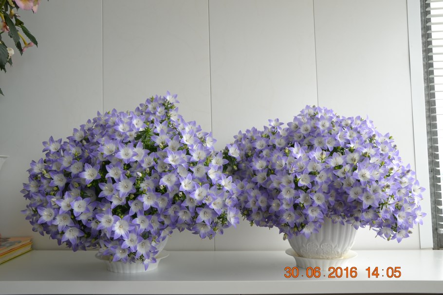 Кампанула ампельные сорта