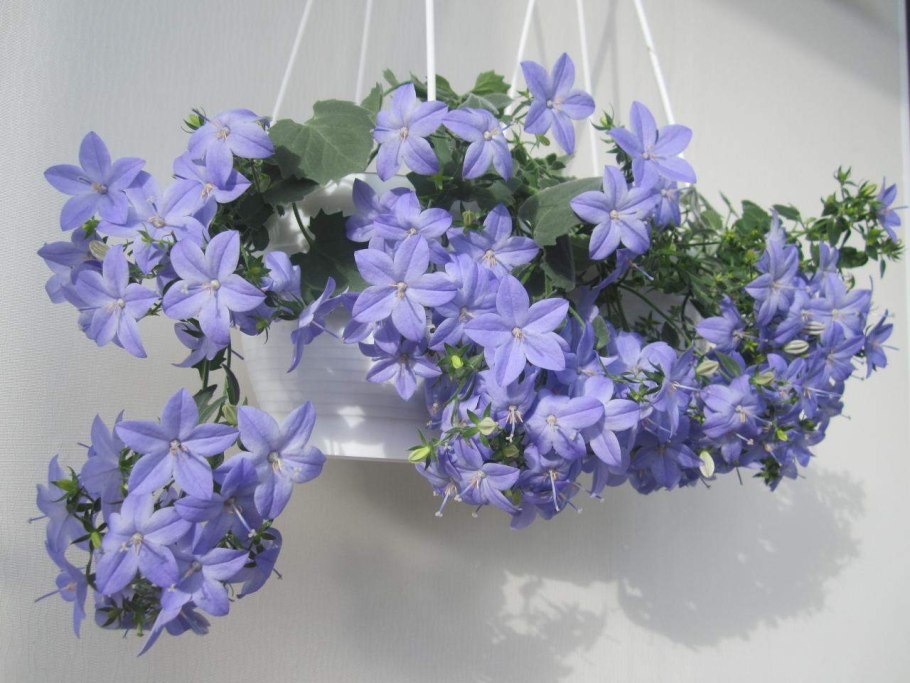 Кампанула Чирилло