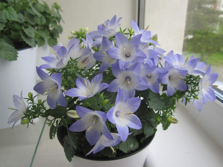 Кампанула биколор